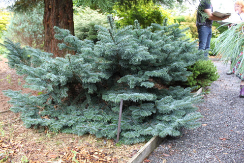 Abies procera 'Bizarro'