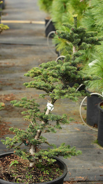 Abies procera 'Rick's Foxtail' (aka Noble Fir)