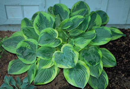 Hosta 'Abiqua Moonbeam'