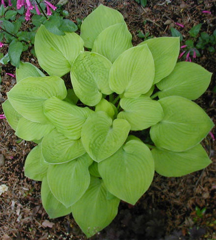 Hosta 'Abiqua Recluse'