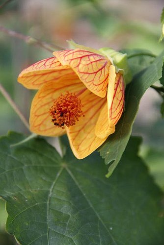 Abutilon 'High Noon' (aka Flowering Maple)