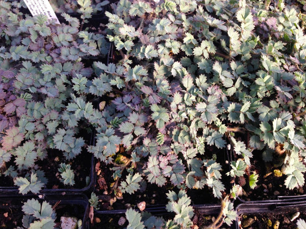 Acaena saccaticupula 'Blue Haze' (aka New Zealand Burr)
