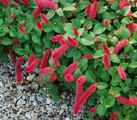Acalypha pendula 'Firetail' (aka Dwarf Chenille, Acalypha pendula)