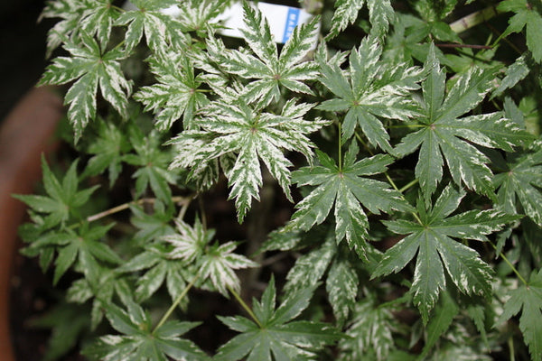 Acer palmatum 'Shigarami nishiki' (Shigarami nishiki Japanese Maple)