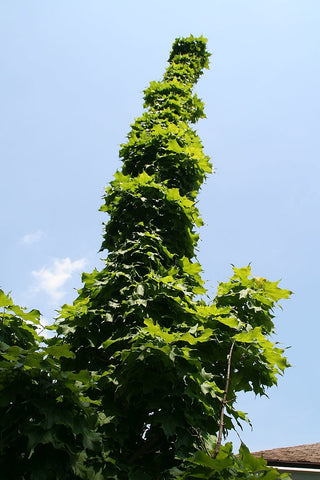 Acer saccharum 'Monumentale' (aka Sugar Maple)