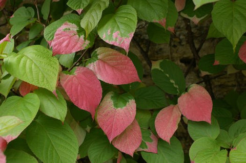 Actinidia kolomikta 'Arctic Beauty' (aka Arctic Beauty Kiwi)