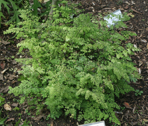 Adiantum raddianum 'Fragrantissimum'