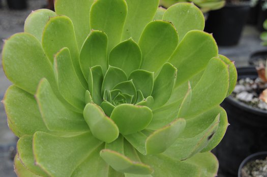 Aeonium 'Salad Bowl'
