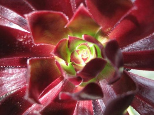 Aeonium 	'Strybing Red'