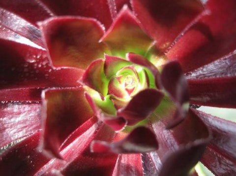 Aeonium 	'Strybing Red'