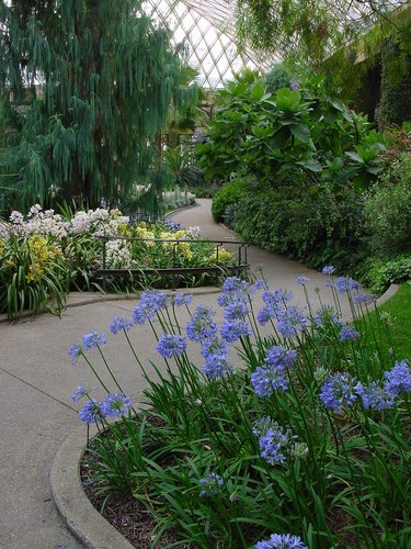 Agapanthus 'Midnight Blue'(aka Lily of the Nile)