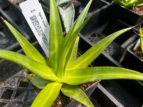 Agave 'Mateo'