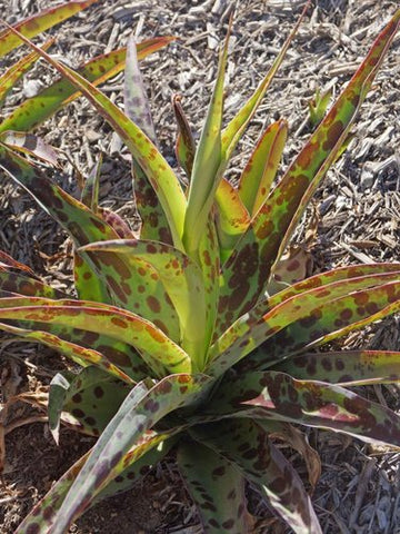 Agave 'Spot' (aka Manfreda 'Spot')