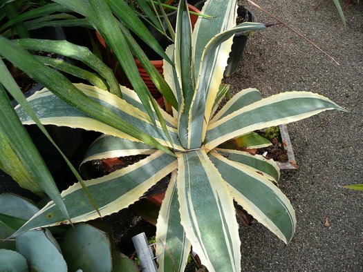 Agave americana 'Variegata'