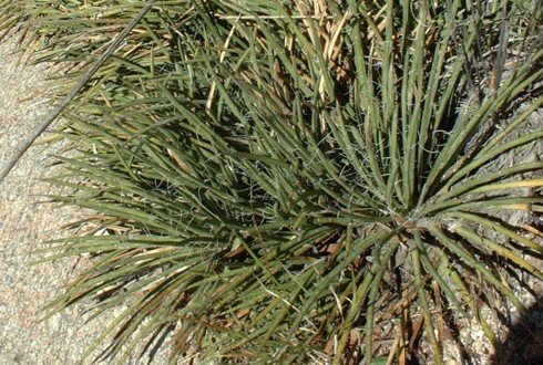 Agave schottii