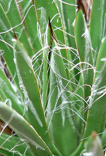 Agave toumeyana [Fish Creek Hill, AZ]