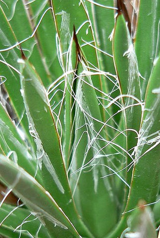 Agave toumeyana [Fish Creek Hill, AZ]