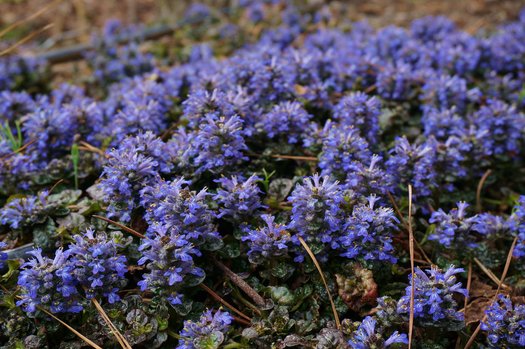 Ajuga pyramidalis 'Metallica Crispa' (aka Bugleweed)