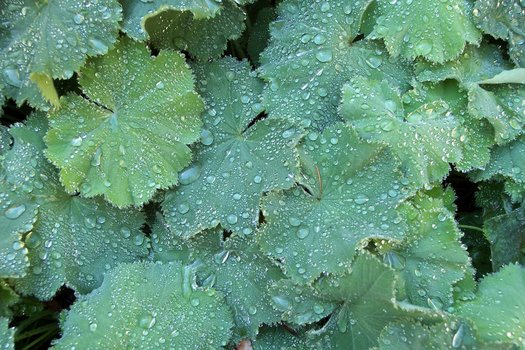 Alchemilla mollis (aka Lady's Mantle)