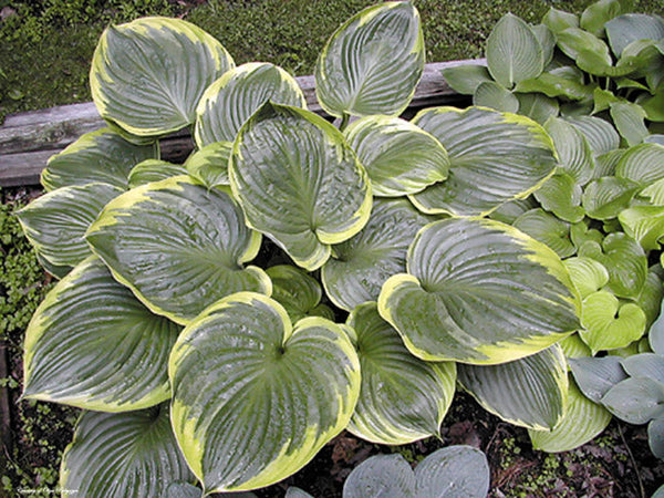 Hosta 'All That Jazz'