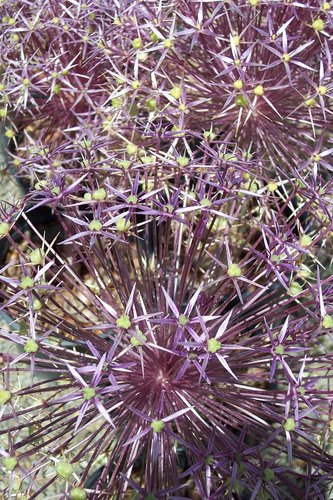 Allium christophii (aka Star of Persia)