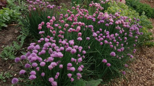 Allium schoenoprasum (aka Chives)