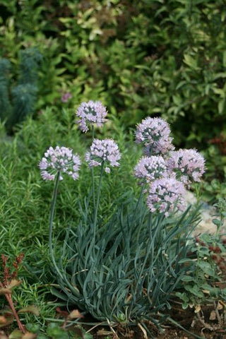 Allium senescens 'Blue Twister' (aka Flowering Onion)