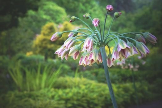 Allium siculum (aka Nectaroscordum siculum subsp. Bulgaricum, Honey Garlic)