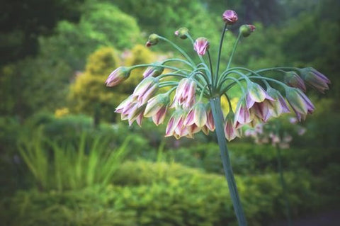 Allium siculum (aka Nectaroscordum siculum subsp. Bulgaricum, Honey Garlic)