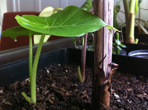 Alocasia gageana (aka California Elephant Ear)