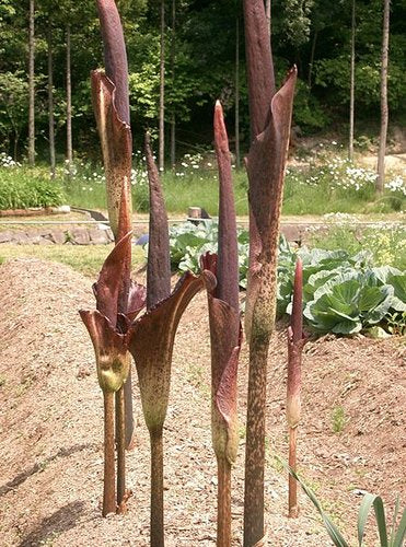 Amorphophallus konjac (aka Voodoo Lily)
