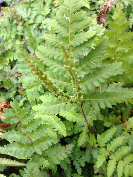 Anemia tomentosa (aka Hairy Flowering Fern)