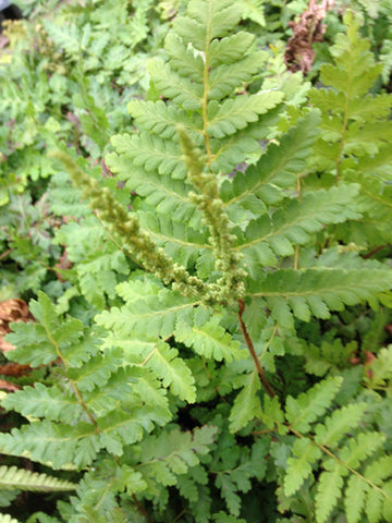 Anemia tomentosa (aka Hairy Flowering Fern)