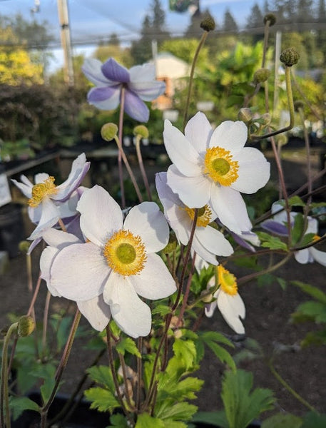 Anemone 'Elfin Swan' PP30496 (Anemone 'Elfin Swan')