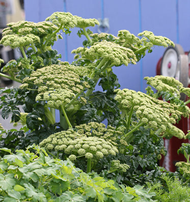 Angelica pachycarpa