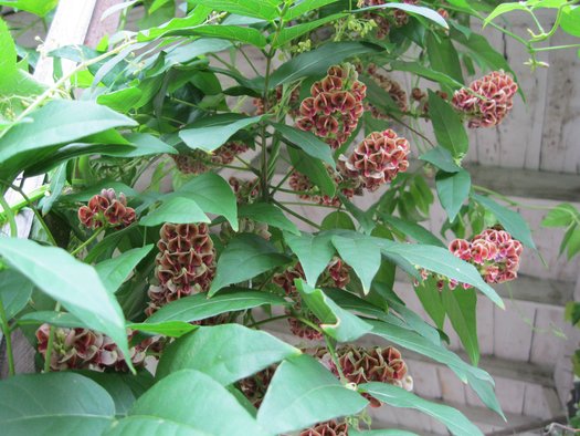 Apios americana (aka American Ground Nut)