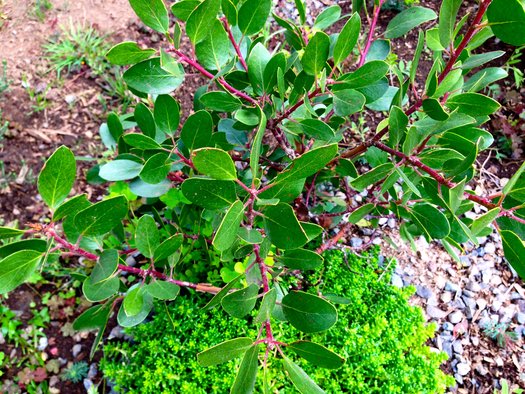 Arctostaphylos glandulosa 'Rogue Gem' (aka Manzanita)