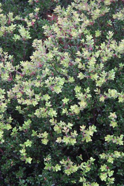 Arctostaphylos mendocinoensis [SBH 9849d] (aka Manzanita)
