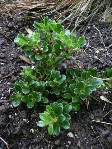 Arctostaphylos uva-ursi 'Wood's Compact' (aka Manzanita)