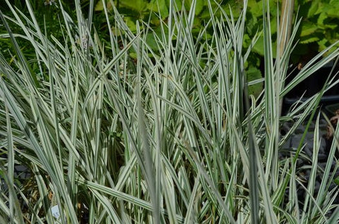 Arrhenatherum elatius ssp. bulbosum 'Variegatum' (aka Variegated Bulbous Oatgrass)