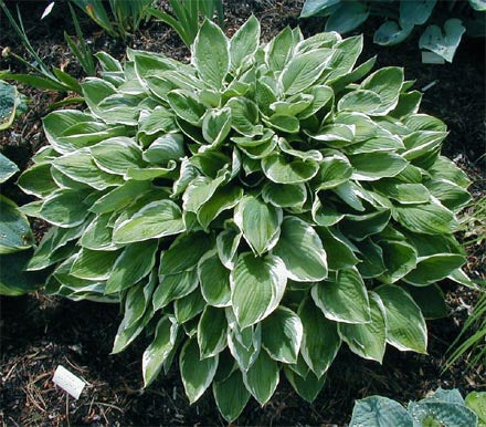 Hosta 'Arctic Circle'