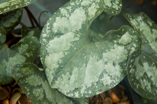 Asarum splendens 'Quick Silver' (aka Wild Ginger)