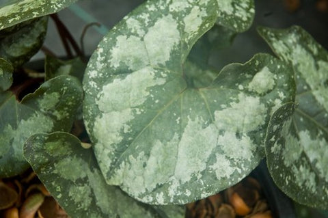 Asarum splendens 'Quick Silver' (aka Wild Ginger)