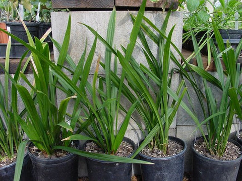 Aspidistra caespitosa 'Jade Ribbons' (aka Cast Iron Plant)