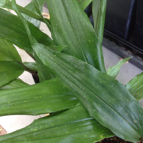 Aspidistra fungilliformis 'China Star' (aka Cast Iron Plant)