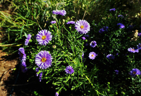 Aster novi-belgii 'Believer'