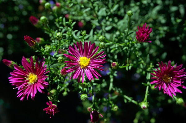 Aster novi-belgii 'Crimson Brocade'