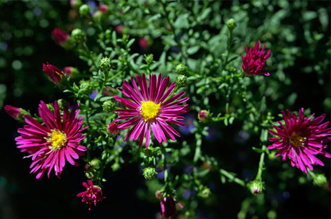 Aster novi-belgii 'Crimson Brocade'