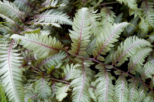 Anisocampium niponicum Pictum Group (aka Athyrium niponicum var. pictum)