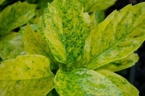 Aucuba japonica 'Cecil-Alice'